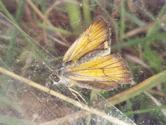 Thymelicus lineola - vonalas busalepke