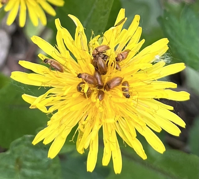 Byturus ochraceus - gyömbérgyökérbogár