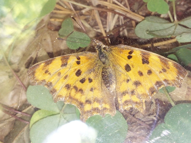 Nymphalis c-album - C-betűs lepke