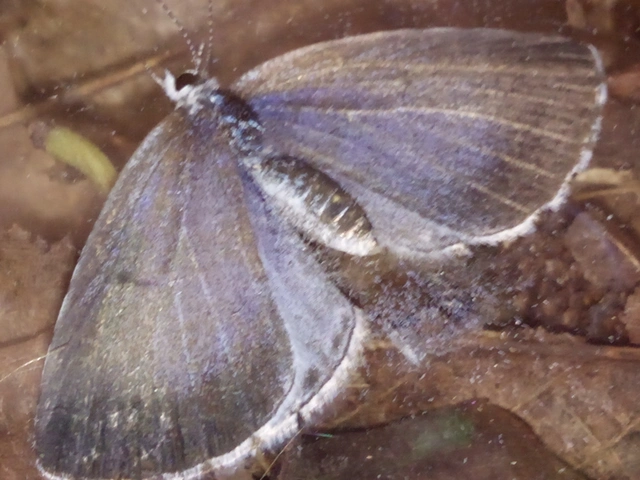 Celastrina argiolus - bengeboglárka