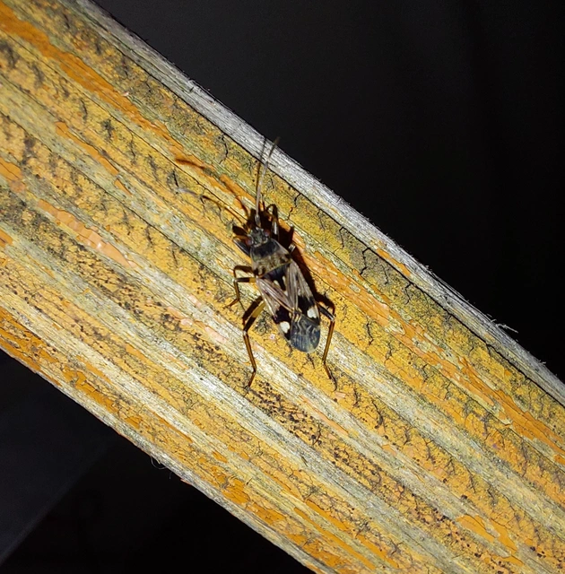 Beosus maritimus - homoki bodobács