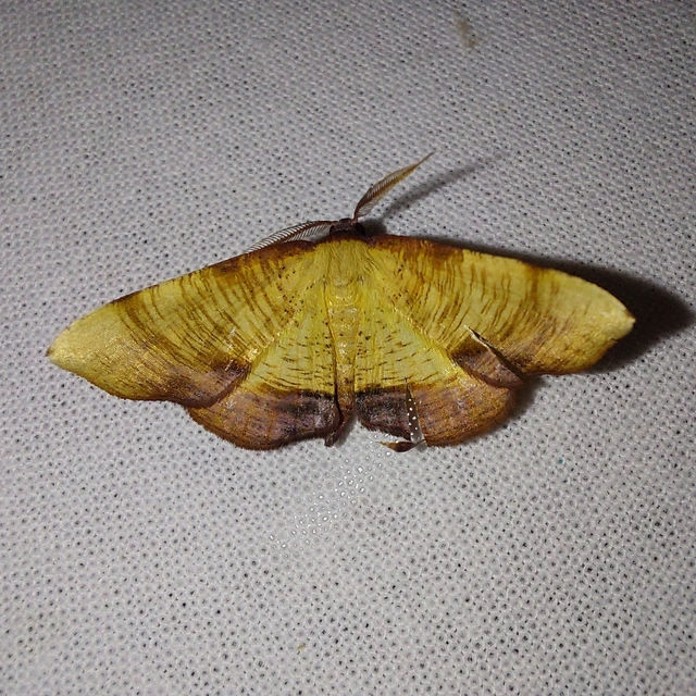 Plagodis dolabraria - baltaszárnyú araszoló