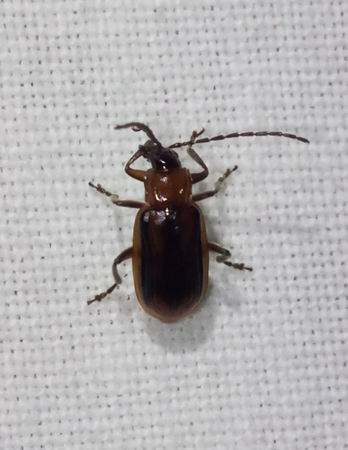 Diabrotica virgifera - amerikai kukoricabogár