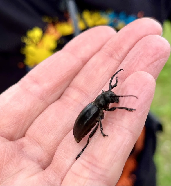 Dorcadion aethiops - fekete gyalogcincér