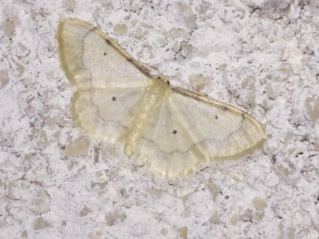 Idaea politaria - vonalas apróaraszoló