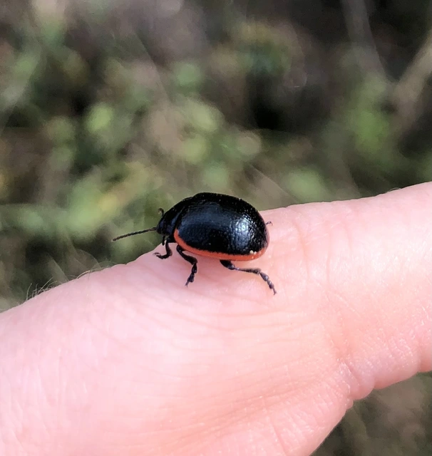 Chrysolina rossia - trapézhátú szegélyeslevelész