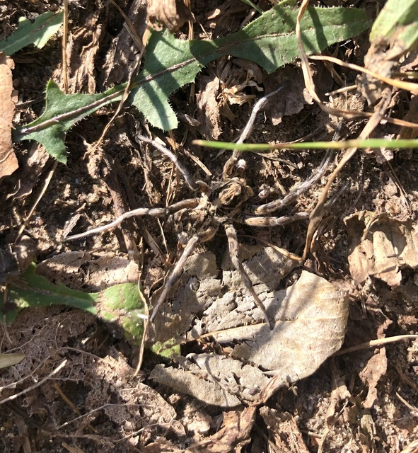 Geolycosa vultuosa - pokoli cselőpók