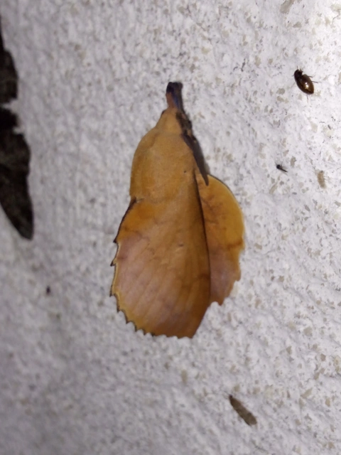 Gastropacha quercifolia - tölgylevélpohók