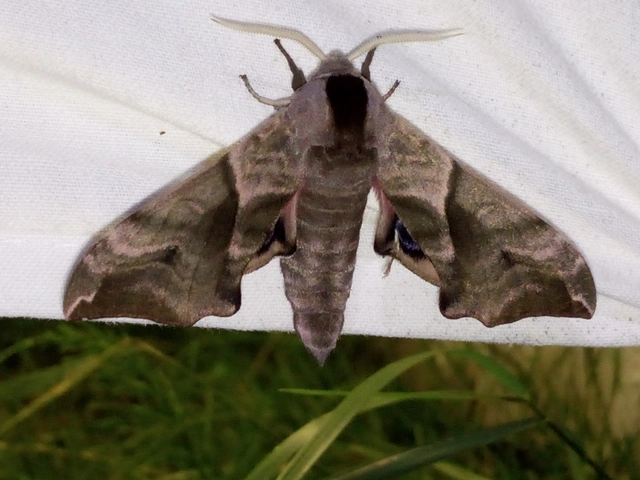 Smerinthus ocellatus - esti pávaszem