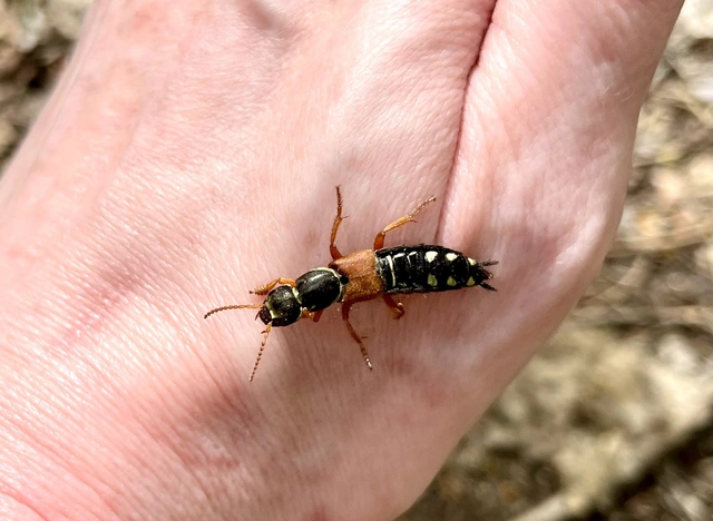 Staphylinus caesareus - aranysujtásos holyva