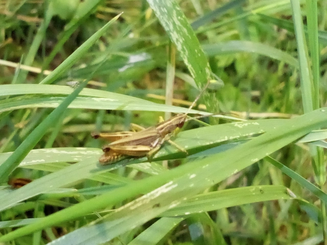 Pseudochorthippus parallelus - közönséges rétisáska