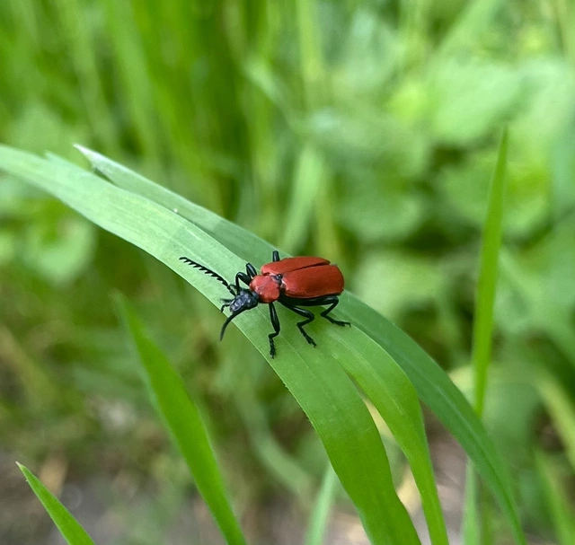 Pyrochroa coccinea - nagy bíborbogár