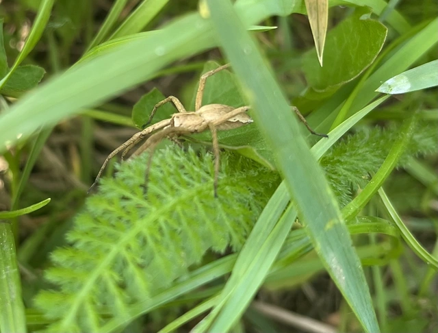 Pisaura mirabilis - csodáspók