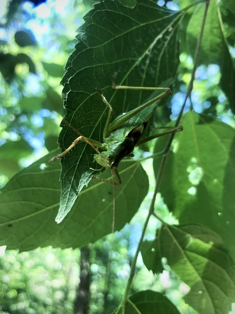 Tettigonia viridissima - zöld lombszöcske