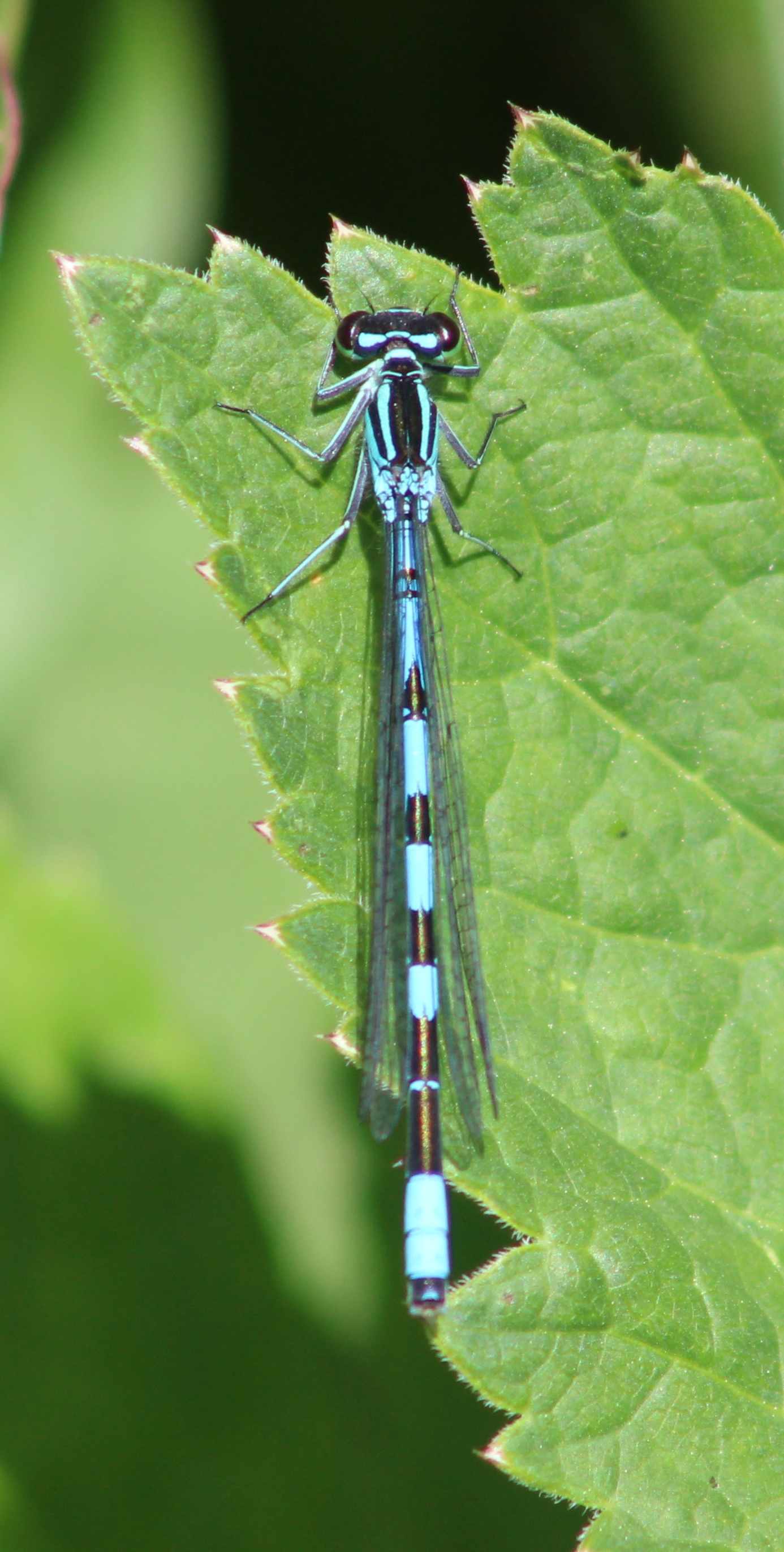 Coenagrion hastulatum - lándzsás légivadász