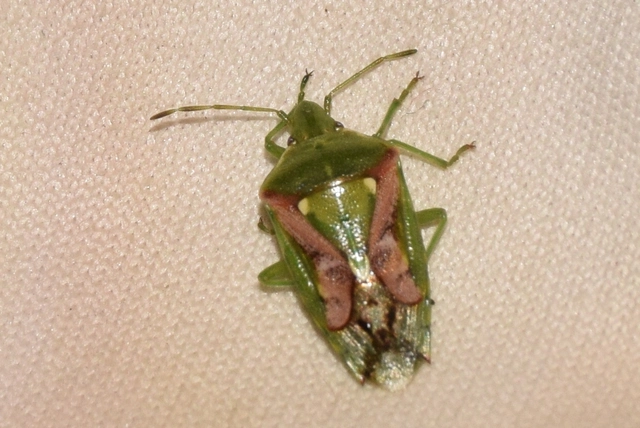 Cyphostethus tristriatus - boróka-dajkapoloska Cyphostethus tristriatus - boróka-dajkapoloska