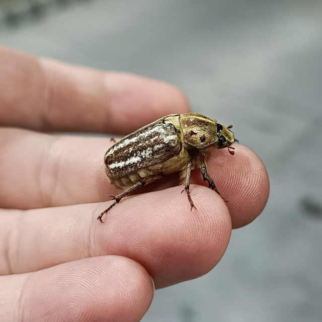 Anoxia orientalis - keleti cserebogár
