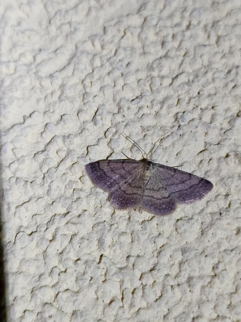 Scopula rubiginata - réti pirosaraszoló