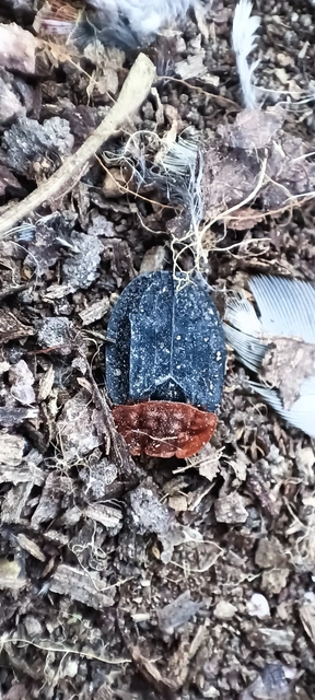 Oiceoptoma thoracicum - vörösnyakú dögbogár