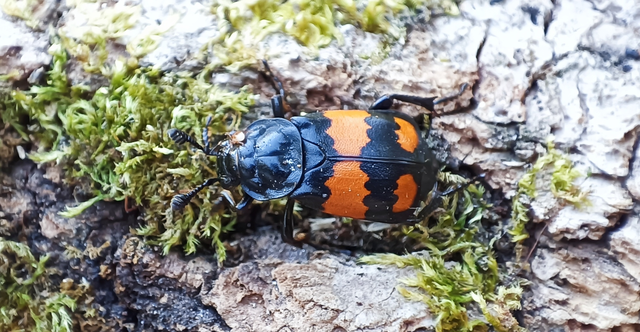 Nicrophorus vespilloides - feketecsápú temetőbogár