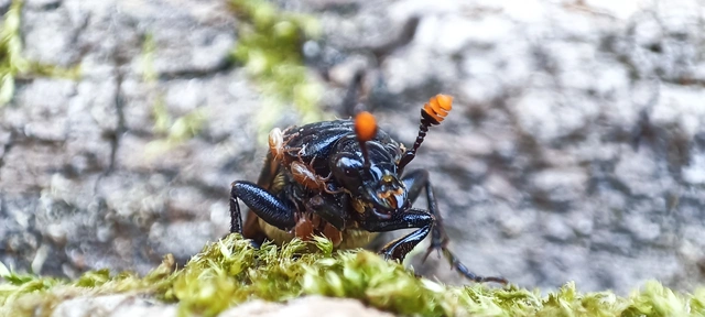 Nicrophorus interruptus - sárgaszőrű temetőbogár