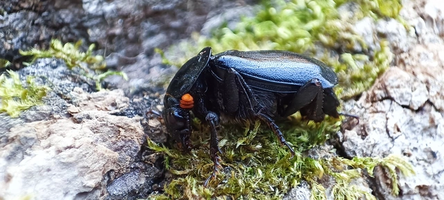 Nicrophorus humator - fekete temetőbogár