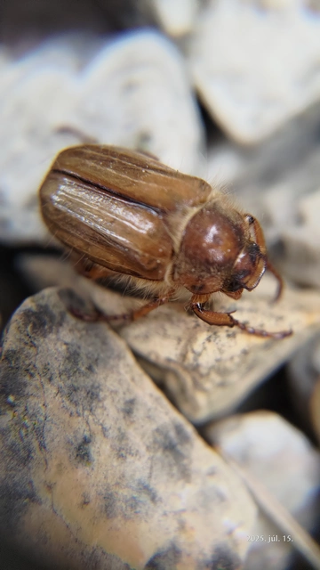 Amphimallon solstitiale - bordás sárgacserebogár