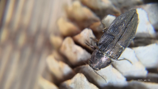 Buprestis haemorrhoidalis - foltosfejű díszbogár