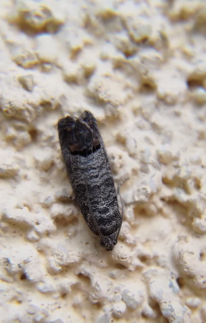 Cydia pomonella - almamoly