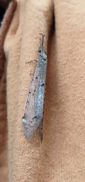 Distoleon tetragrammicus - négyfoltos hangyaleső
