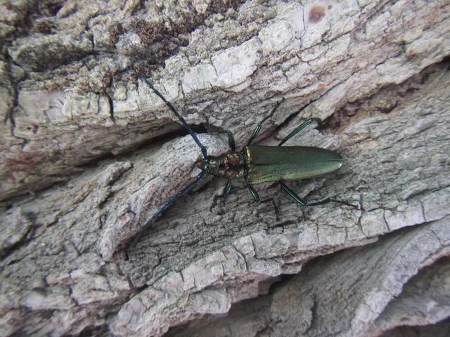 Aromia moschata - pézsmacincér