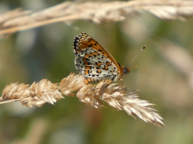 Melitaea trivia - kis tarkalepke