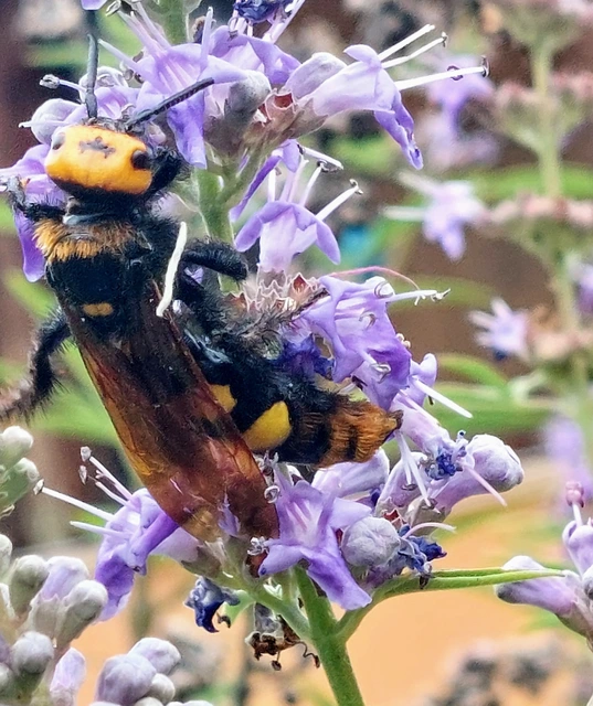 Megascolia maculata - óriás-tőrösdarázs