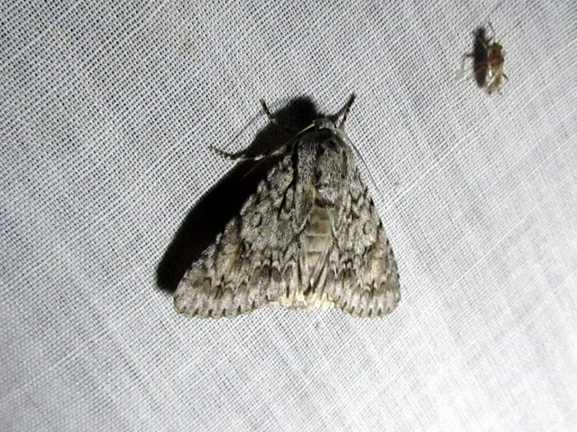 Acronicta aceris - vadgesztenye-szigonyosbagoly