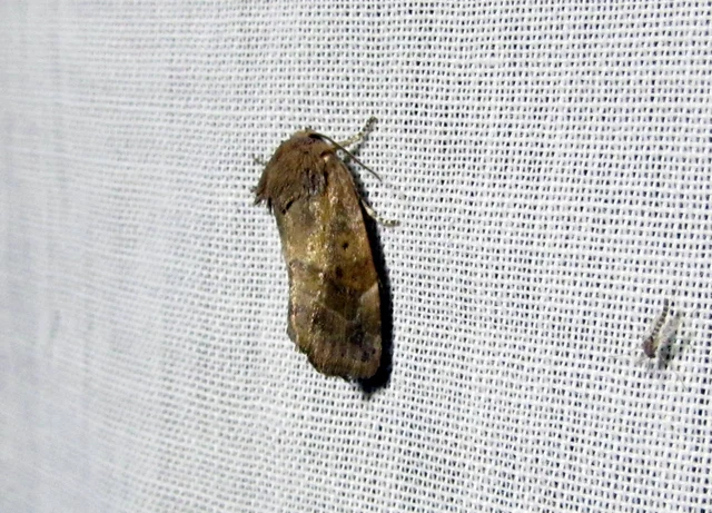 Cosmia affinis - barna lombbagoly