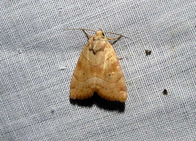 Cosmia trapezina - közönséges lombbagoly