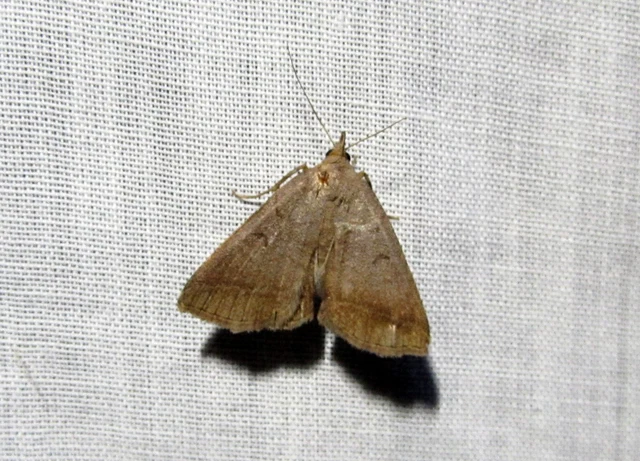 Zanclognatha lunalis - pelyheslábú karcsúbagoly