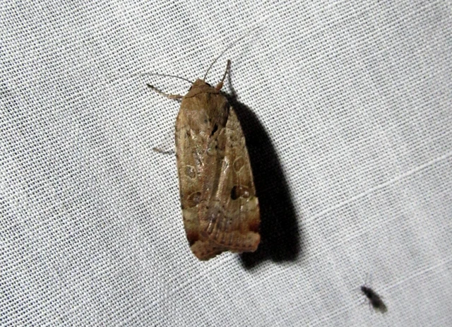Noctua interposita - köztes sárgafűbagoly