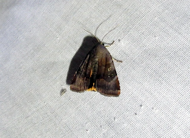 Noctua janthe/janthina
