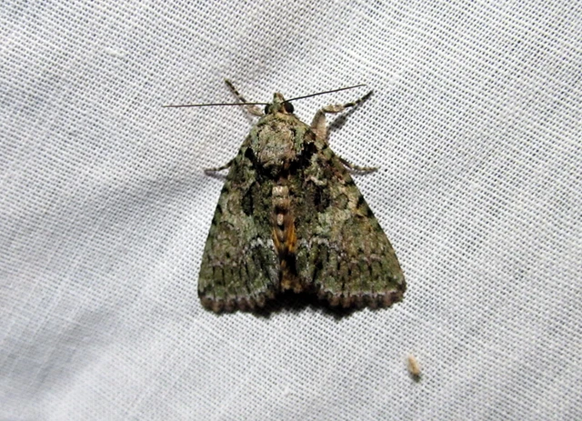 Polyphaenis sericata - selyemfényű erdeibagoly