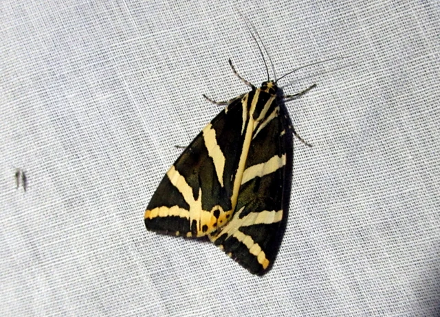Euplagia quadripunctaria - csíkos medvelepke