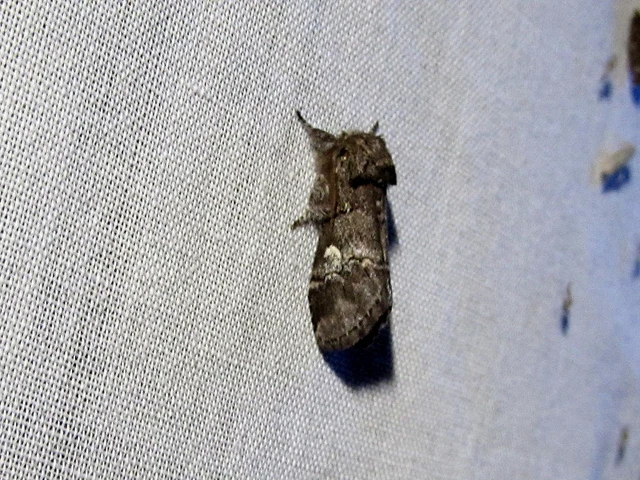 Drymonia querna - tölgyfa-púposszövő