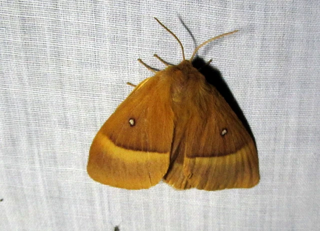 Lasiocampa quercus - tölgyfaszövő
