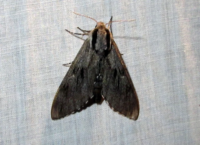 Hyloicus pinastri - fenyőszender