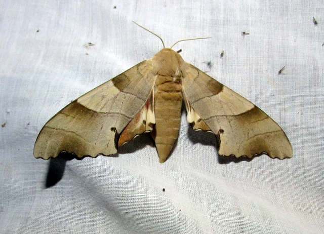 Marumba quercus - tölgyfaszender