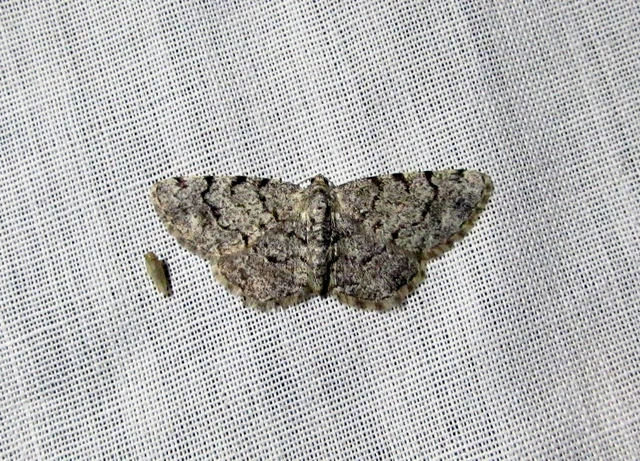 Aethalura punctulata - szürke égeraraszoló