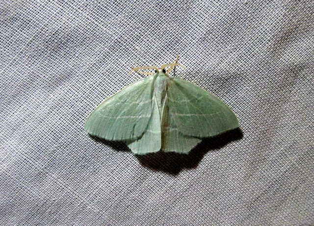 Hemistola chrysoprasaria - kékes zöldaraszoló