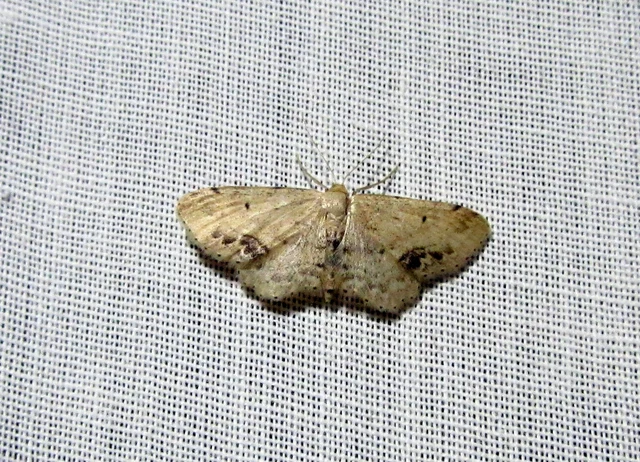Idaea dimidiata - gyakori apróaraszoló