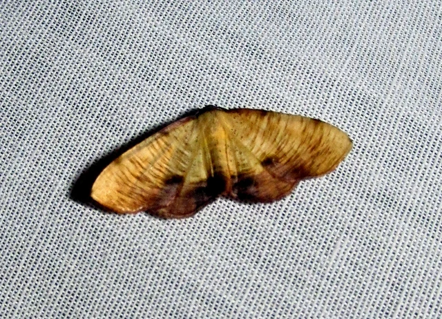 Plagodis dolabraria - baltaszárnyú araszoló