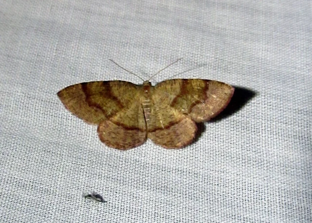 Plagodis pulveraria - szemcsés araszoló
